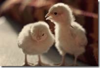 chicken